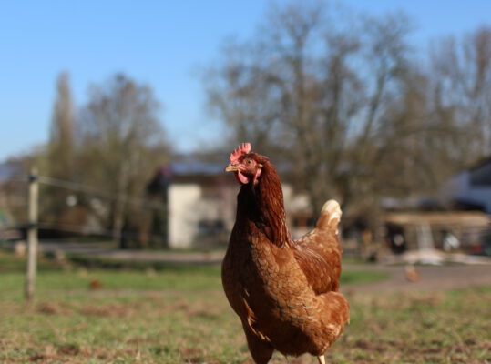 13.05. | Vom Acker zum Supermarkt – Besser essen fürs Klima?